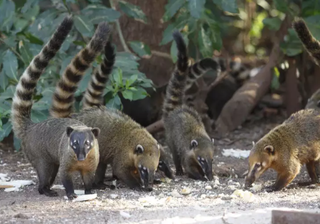 Crise de estrelismo no Parque dos Poderes atinge até quati Crise de estrelismo no Parque dos Poderes atinge até quati