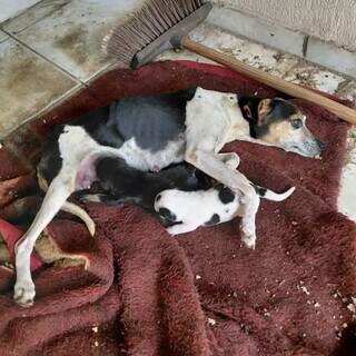 Vizinhos denunciam abandono de c&atilde;es em im&oacute;vel ap&oacute;s morte de tutor