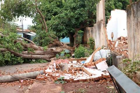 Em 24h, bombeiros receberam quase 50 chamados por queda de &aacute;rvores