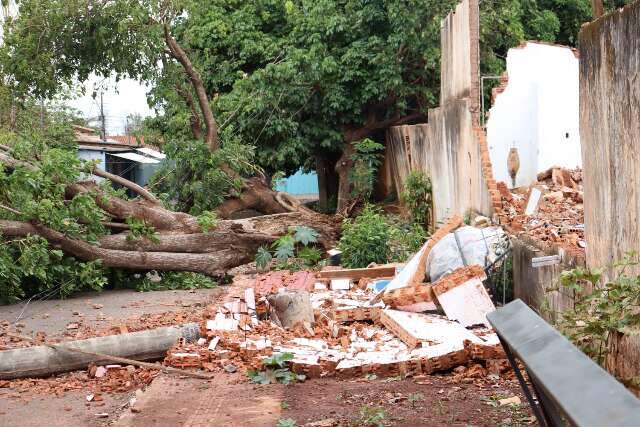 Em 24h, bombeiros receberam quase 50 chamados por queda de &aacute;rvores