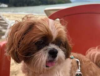 Quer levar o pet &agrave; praia? Janu d&aacute; dicas de como n&atilde;o passar perrengue