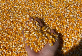 Produtividade do milho cresce 61,7% e atinge recorde na 2&ordf; safra