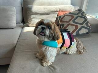 Quer levar o pet &agrave; praia? Janu d&aacute; dicas de como n&atilde;o passar perrengue