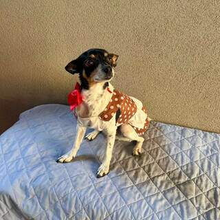 Viu a Sofia? Cadelinha desapareceu na região da Av. Eduardo Elias Zahran Viu a Sofia? Cadelinha desapareceu na região da Av. Eduardo Elias Zahran