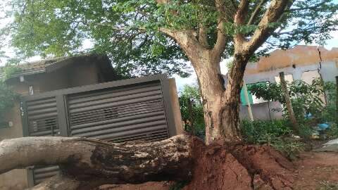 Morador cobra retirada de &aacute;rvore que atrapalha fluxo de rua 