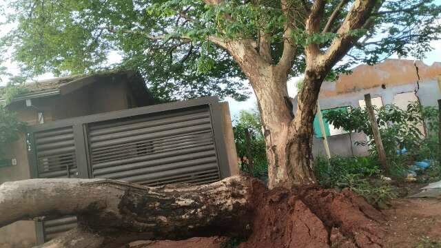 Morador cobra retirada de &aacute;rvore que bloqueia garagem