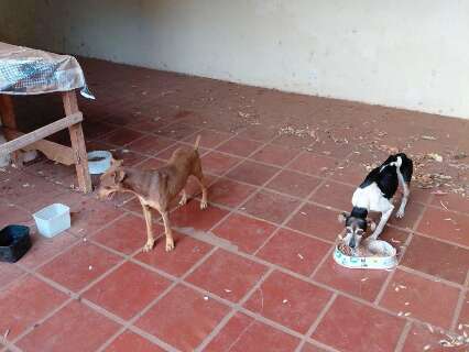 Vizinhos denunciam abandono de c&atilde;es em im&oacute;vel ap&oacute;s morte de tutor