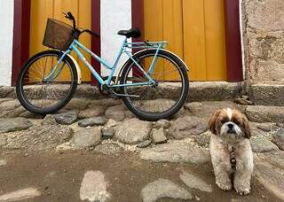 Quer levar o pet &agrave; praia? Janu d&aacute; dicas de como n&atilde;o passar perrengue