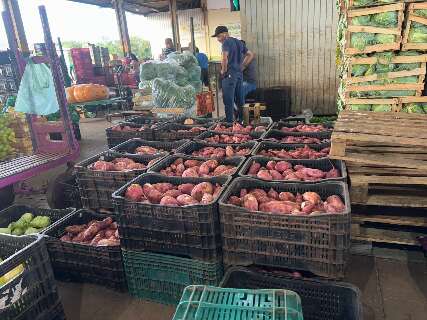 Pre&ccedil;os da alface e da batata-doce recuam, enquanto berinjela puxa alta na Ceasa