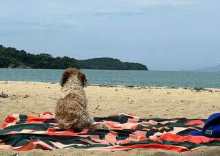 Quer levar o pet &agrave; praia? Janu d&aacute; dicas de como n&atilde;o passar perrengue