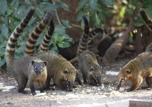 Crise de estrelismo no Parque dos Poderes atinge at&eacute; quati