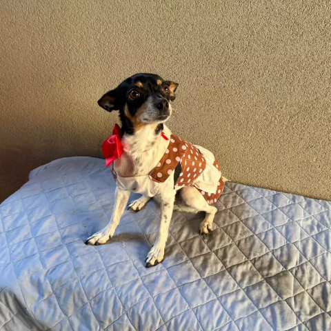 Viu a Sofia? Cadelinha desapareceu na regi&atilde;o da Av. Eduardo Elias Zahran