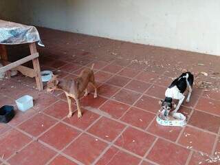 Vizinhos denunciam abandono de c&atilde;es em im&oacute;vel ap&oacute;s morte de tutor