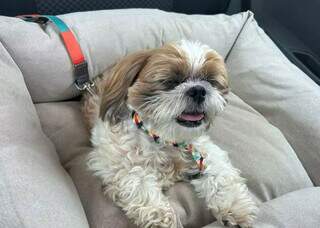 Quer levar o pet &agrave; praia? Janu d&aacute; dicas de como n&atilde;o passar perrengue