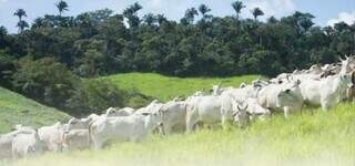 Expansão agrícola ainda é a principal causa da perda de vegetação em MS Expansão agrícola ainda é a principal causa da perda de vegetação em MS
