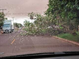 Ventania de 43 km/h derruba &aacute;rvores e provoca apag&atilde;o em bairros da Capital