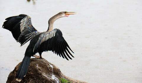 Projeto pune tr&aacute;fico de animais silvestres com at&eacute; 8 anos de pris&atilde;o