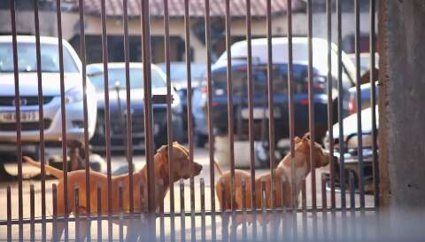 Mudan&ccedil;a em protocolo retira antirr&aacute;bica imediata ap&oacute;s mordida de c&atilde;es e gatos