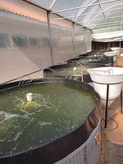 Tecnologia reduz impacto ambiental e pode impulsionar produ&ccedil;&atilde;o de til&aacute;pia em MS