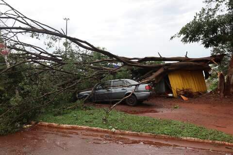 Comerciantes de frutas &ldquo;perdem tudo&rdquo; com queda de &aacute;rvore na Gunter Hans