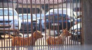 Mudança em protocolo retira antirrábica imediata após mordida de cães e gatos Mudança em protocolo retira antirrábica imediata após mordida de cães e gatos