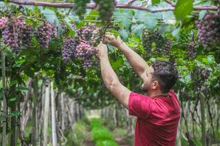 Temporada de uvas abre dia 12 e traz novidade com figo e abacaxi Temporada de uvas abre dia 12 e traz novidade com figo e abacaxi