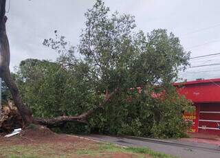 Quedas de 83 árvores pela cidade tumultuou a quarta-feira em todas as regiões Quedas de 83 árvores pela cidade tumultuou a quarta-feira em todas as regiões
