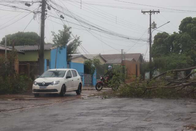 Com vento forte, &aacute;rvores caem e motoristas dirigem pela cal&ccedil;ada na Piratininga