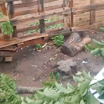 Moradores pedem ajuda ap&oacute;s terem barracos destru&iacute;dos: &quot;precisamos urgente&quot;