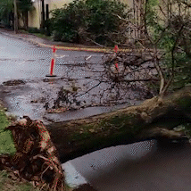 Quedas de &aacute;rvores comprometem at&eacute; atendimento em posto de sa&uacute;de