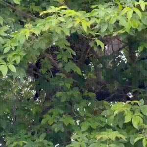 Duelo de on&ccedil;as no alto de &aacute;rvore &eacute; flagrante num dia &ldquo;comum&rdquo; no Pantanal