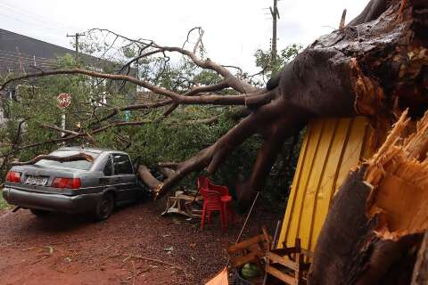 Comerciantes de frutas &ldquo;perdem tudo&rdquo; com queda de &aacute;rvore na Gunter Hans