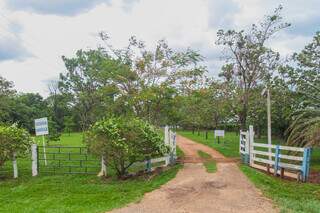 Temporada de uvas abre dia 12 e traz novidade com figo e abacaxi Temporada de uvas abre dia 12 e traz novidade com figo e abacaxi