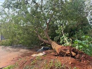 Motociclista é atingido por árvore e socorrido na avenida Marajoara Motociclista é atingido por árvore e socorrido na avenida Marajoara