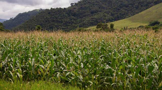Expans&atilde;o da cana e for&ccedil;a do milho colocam MS no centro do novo mapa do agro