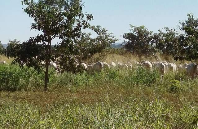 MS leva &agrave; COP30 modelo de pecu&aacute;ria sustent&aacute;vel e plano Carbono Neutro 2030