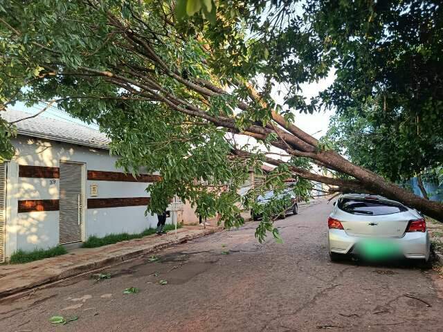 Sol abriu, mas moradores ainda tentam se livrar de &aacute;rvores sobre carro e ruas