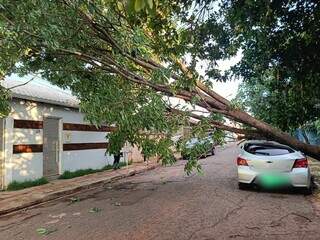 Sol abriu, mas moradores ainda tentam se livrar de árvores sobre carro e ruas Sol abriu, mas moradores ainda tentam se livrar de árvores sobre carro e ruas