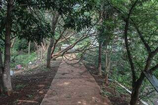Sol abriu, mas moradores ainda tentam se livrar de árvores sobre carro e ruas Sol abriu, mas moradores ainda tentam se livrar de árvores sobre carro e ruas