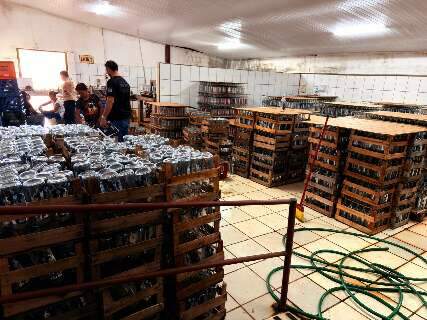 F&aacute;brica clandestina de bebidas &eacute; descoberta em Terenos e dono acaba preso