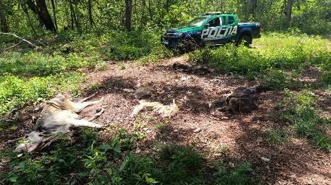 Fazendeiro &eacute; multado em R$ 480 mil por deixar gado morrer de fome