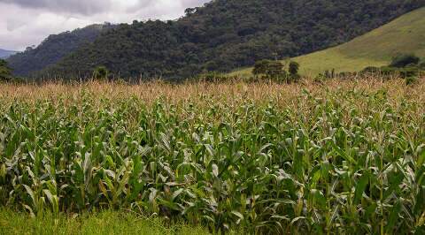 Expans&atilde;o da cana e for&ccedil;a do milho colocam MS no centro do novo mapa do agro