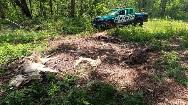 Fazendeiro &eacute; multado em R$ 480 mil por deixar gado morrer de fome