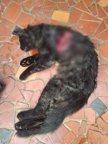 Moradores relatam ataques recorrentes de cachorros em bairro nobre