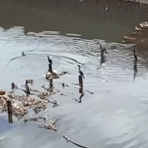Obras sem fim prejudicam &aacute;gua, mas esp&eacute;cies teimam em sobreviver no Anhandu&iacute;