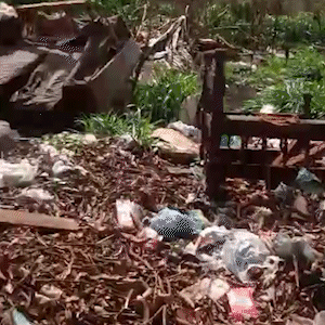 Terreno com lixo e mato alto em ponto de &ocirc;nibus perturba moradores