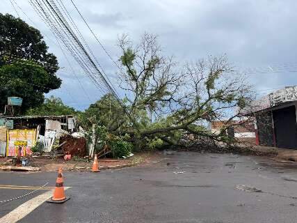 Prefeitura suspende licita&ccedil;&atilde;o de R$ 20 milh&otilde;es para poda e remo&ccedil;&atilde;o de &aacute;rvores 