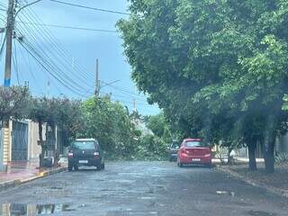 Manhã começa com remoção de árvore em frente à unidade de saúde após temporal Manhã começa com remoção de árvore em frente à unidade de saúde após temporal