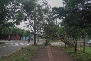 Sol abriu, mas moradores ainda tentam se livrar de árvores sobre carro e ruas Sol abriu, mas moradores ainda tentam se livrar de árvores sobre carro e ruas