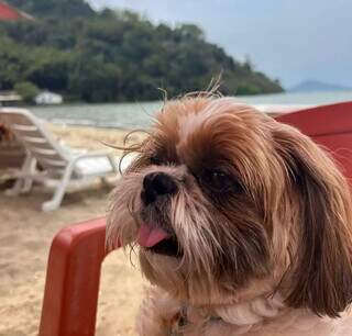 Voc&ecirc; acha que os pets tamb&eacute;m precisam de protetor solar?